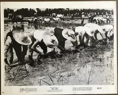 Rice Girl Still Lot Of 19 image 16