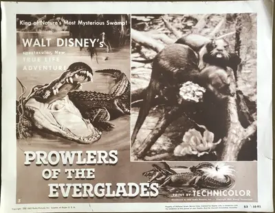 Prowlers of the Everglades Lobby Card Set Of 4 image 1