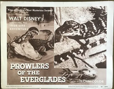 Prowlers of the Everglades Lobby Card Set Of 4 image 4