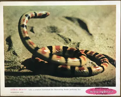 Living Desert Lobby Card Set Of 9 image 2