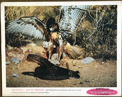 Living Desert Lobby Card Set Of 9 image 3