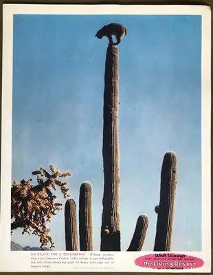 Living Desert Lobby Card Set Of 9 image 4