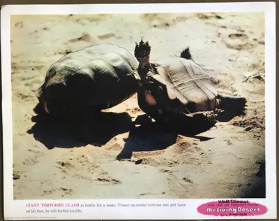 Living Desert Lobby Card Set Of 9 image 5