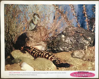 Living Desert Lobby Card Set Of 9 image 6