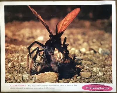 Living Desert Lobby Card Set Of 9 image 7