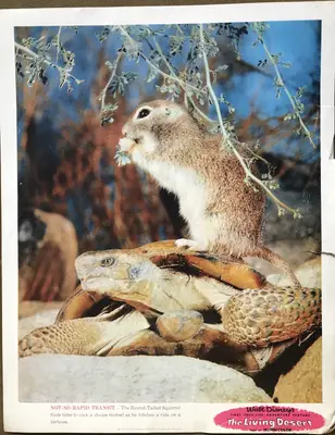 Living Desert Lobby Card Set Of 9 image 8