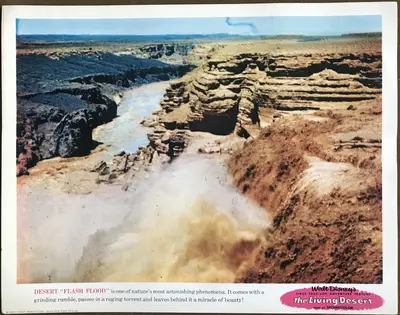 Living Desert Lobby Card Set Of 9 image 9