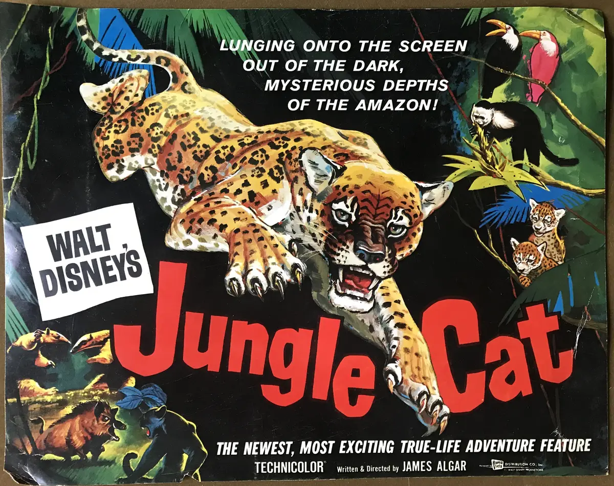 Jungle Cat Title Card