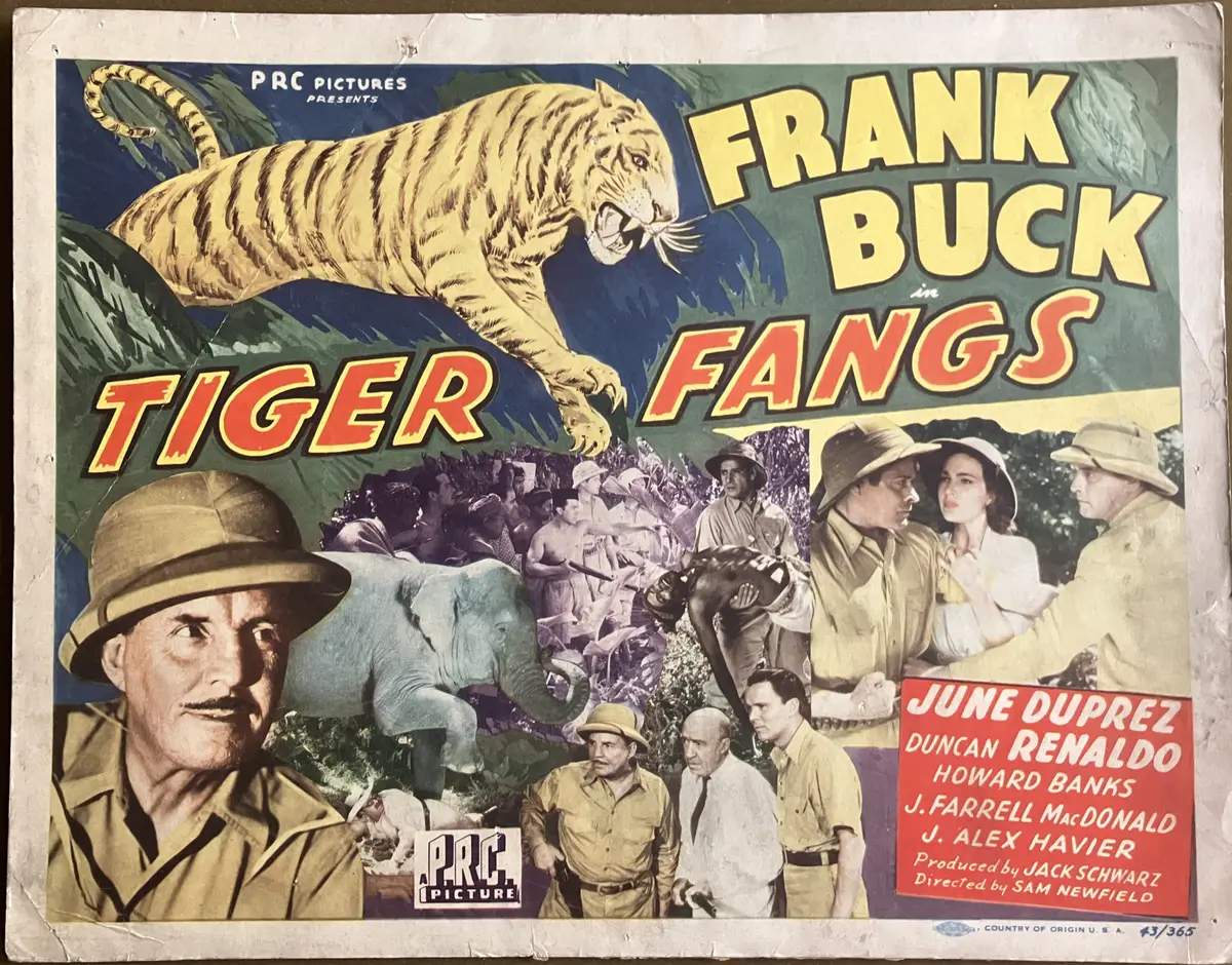 Tiger Fangs Title Card